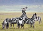 Zebra Play, Ngorongoro